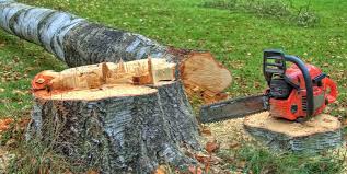 How Our Tree Care Process Works  in  Tenino, WA