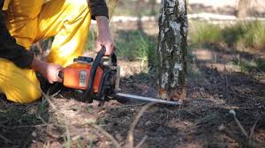 Best Tree Risk Assessment  in Tenino, WA