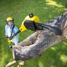 Best Arborist Consultation Services  in Tenino, WA