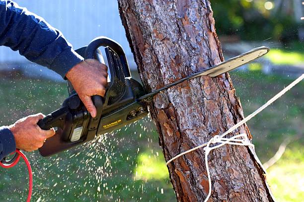 Best Lawn Irrigation Installation and Maintenance  in Tenino, WA