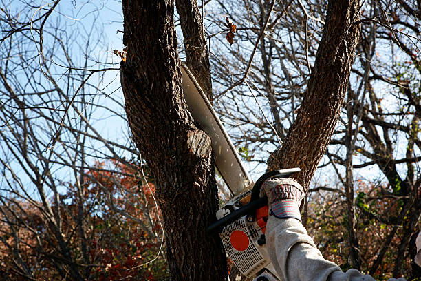 Best Tree Cabling and Bracing  in Tenino, WA